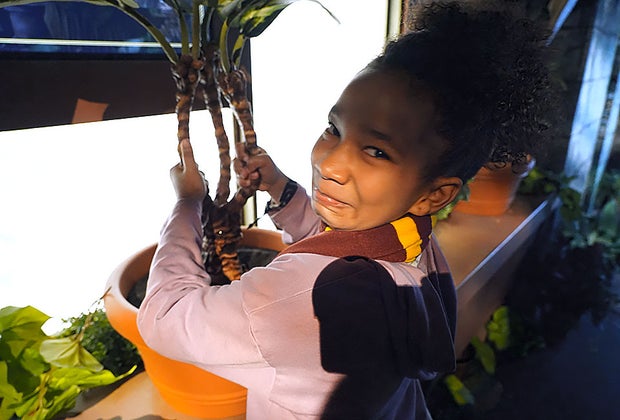 Harry Potter: The Exhibition: Replanting Mandrakes