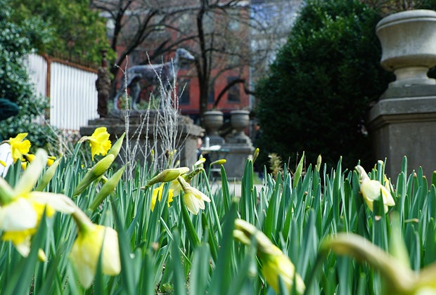 Things To Do in Little Italy with Kids: yellow tulips at Elizabeth Street Garden