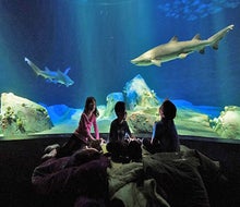 Bring your sleeping bag and join the New York Aquarium after hours to explore the Ocean Wonders: Sharks! exhibit in Sharks After Dark. Photo by Julie Larsen Maher.