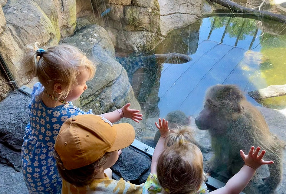 Greet the baboons, see the sea lions, and enjoy all the fun at the beloved Prospect Park Zoo, which reopened to guests after an 8-month closure.