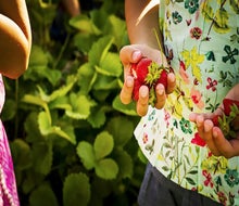 Strawberry picking at Bishop Farms makes for a sweet day trip. 