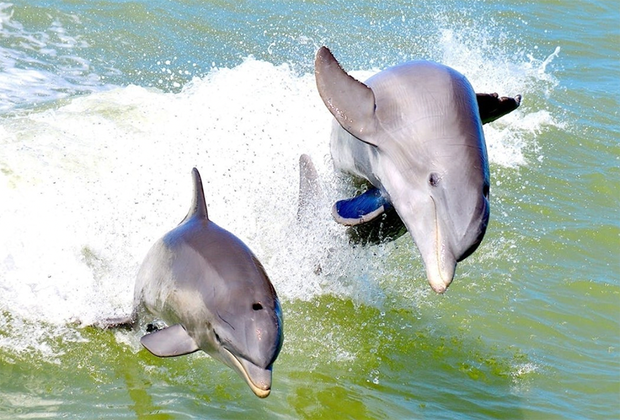 Whale watching near NYC Atlantic City Cruises