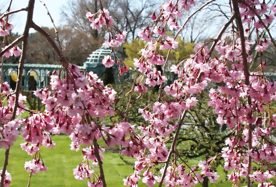 Cherry blossoms usher in the spring season at the 200-acre Old Westbury Gardens. Photo courtesy of Old Westbury Gardens