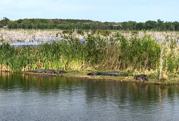 Lake Apopka Wildlife Drive Secret Orlando Spots Kids Will Love
