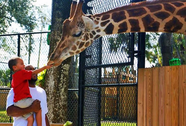 feeding giraffes at the Central Florida Zoo & Botanical Gardens 100 Things To Do in Orlando with Kids