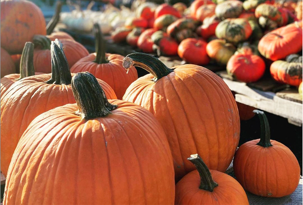 Pumpkin patches near Westchester Outhouse Orchards