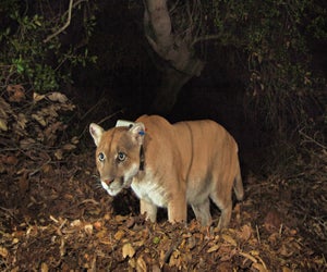 Celebrate Griffith Park's biggest celebrity - P22. Photo courtesy of National Park Service