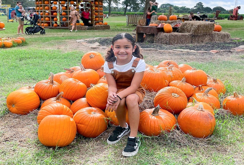There are plenty of choices for pumpkin patches near Houston. Photo courtesy of P6 Farms
