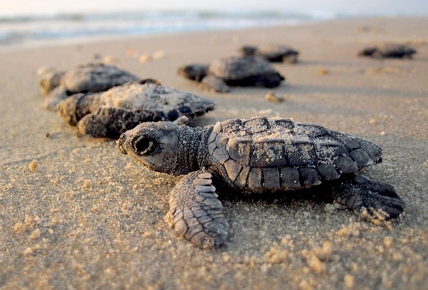 Best Places to Visit in the South: South Padre Island, Texas