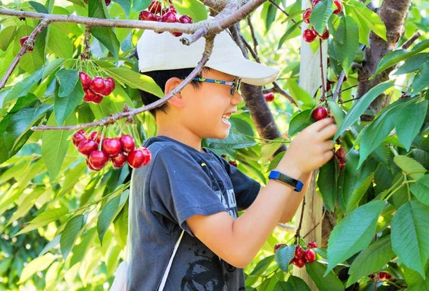 Image of a child picking cherries at one of the best Boston farms for PYO.