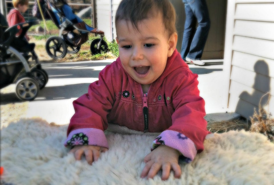  Kids can feel the soft wool at many festivals. Photo by Steven & Courtney Johnson & Horwitz/Flickr 