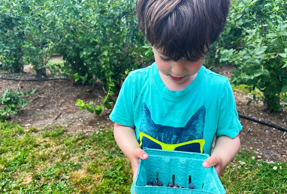 The blueberry bushes are ready at Johnson's Corner Farm. Photo by Liz Baill @creativishmom