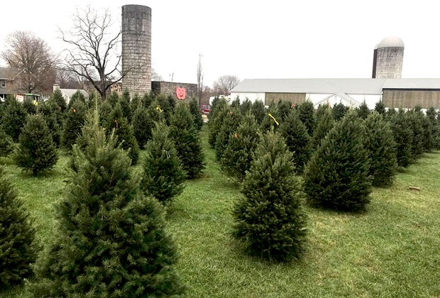 AGA Farms Christmas Trees