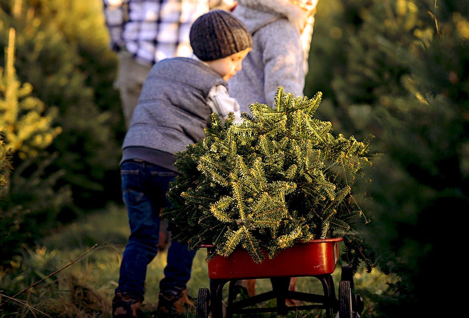 Pick up your tree in a wagon at Linvilla Orchards. 