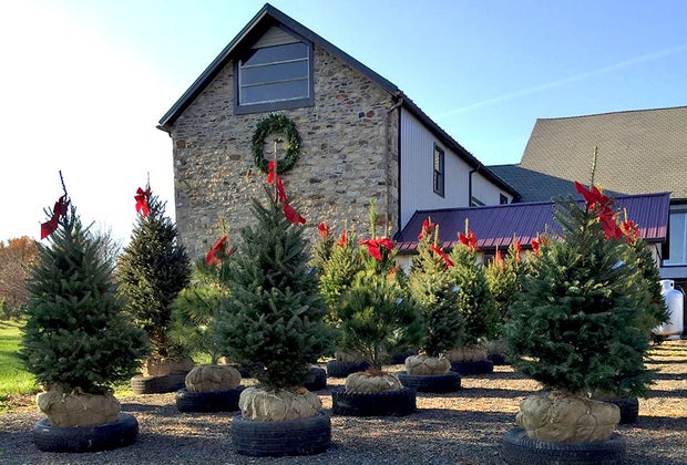 McArdle's Holiday Tree Farm Field of Christmas trees