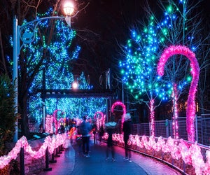 The zoo lights are aglow at LumiNature. Photo courtesy of the Philadelphia Zoo