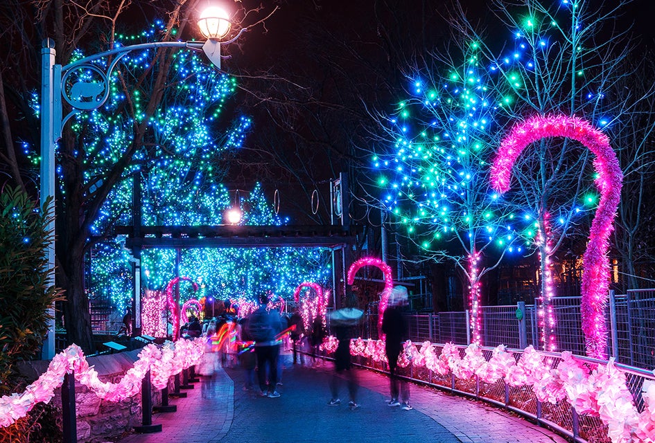 The zoo lights are aglow at LumiNature. Photo courtesy of the Philadelphia Zoo