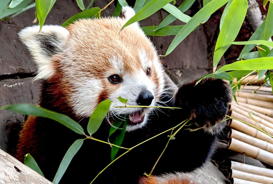 Visit some of the cutest residents, the red pandas, at the Philadelphia Zoo. Photo courtesy of the zoo