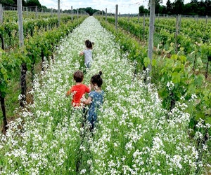 Explore the grounds at Penns Woods Winery. Photo courtesy the winery