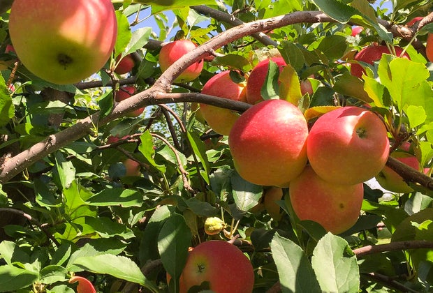 Apple picking near Chicago
