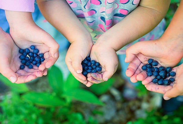 Photo of hands holding berries - Berry Picking and Peach Picking at Connecticut Farms