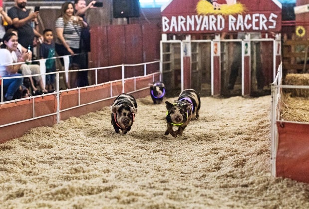 LA County Fair: Pig Races