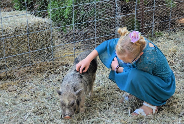 Piggies at the petting zoo at 123 Farm.