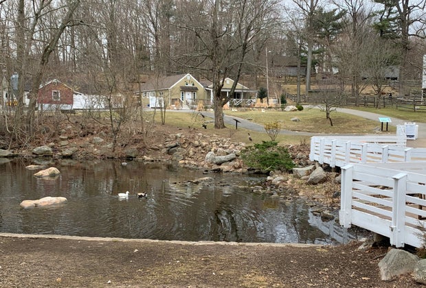 Stamford Museum & Nature Center ducks