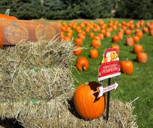 This way to the farm fresh pumpkins! Photo courtesy of Castle Hill Farms via Facebook