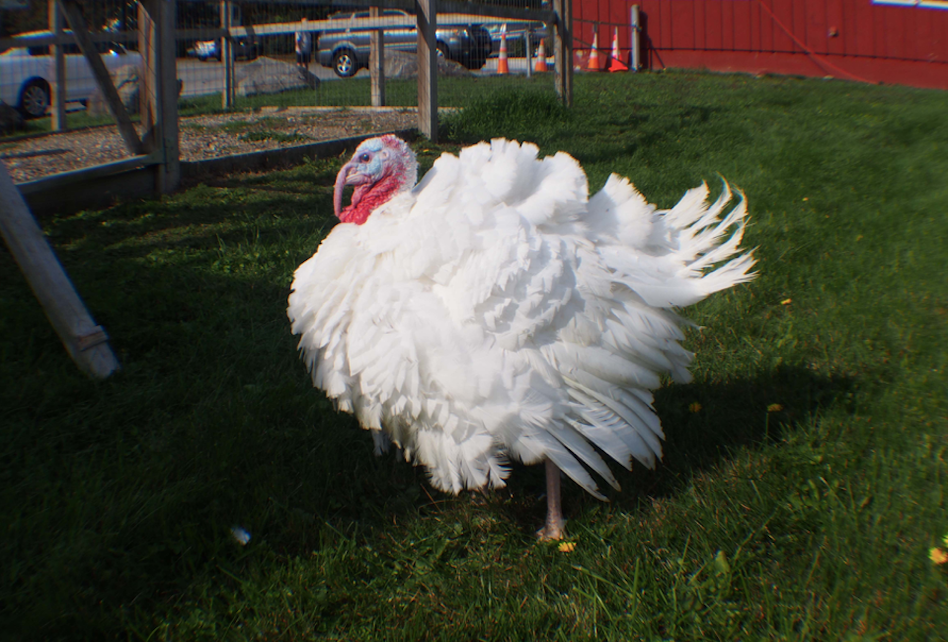 Raymond's has been raising its own Broad Breasted White Holland Turkeys for more than 60 years. Photo courtesy of Raymond's Turkey Farm 