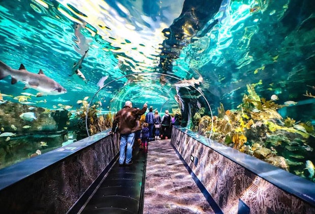 Gatlinburg and Pigeon Forge with Kids: Ripley's Aquarium of the Smokies
