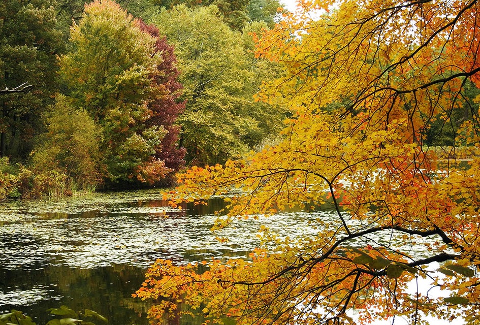Rockefeller State Park Preserve offers a rainbow of fall foliage to take in during the autumn.