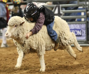 The Houston Rodeo is a landmark festival for Texas families