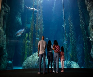 Dive into tons of fun in Long Beach. Photo courtesy of Aquarium of the Pacific