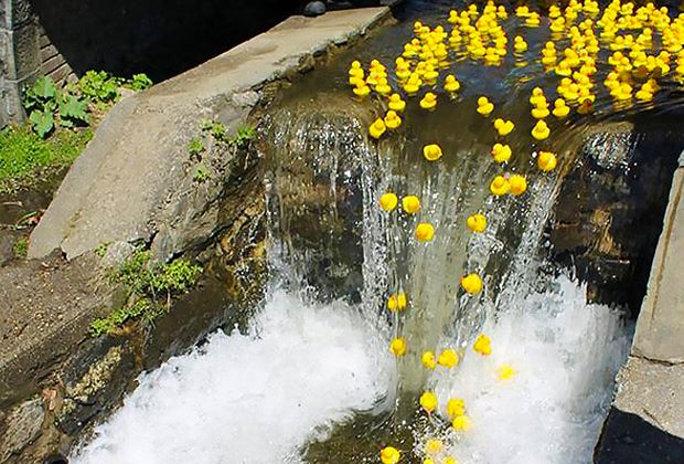 Rubber Ducky Derby Day Ducks go over a waterfall