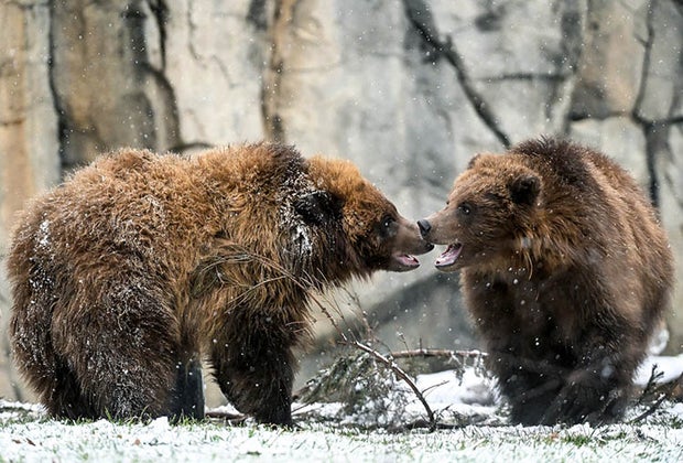 Baby Bears Brookfield Zoo photo by Jim Schulz Chicago Zoological Society Brookfield Zoo