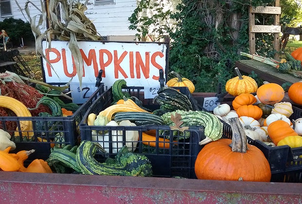 Best Fall Day Trips Chicago Pumpkins at Pioneer Farm
