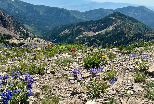 Salt Lake City with Kids: Summer Wildflowers at Snowbird Resort