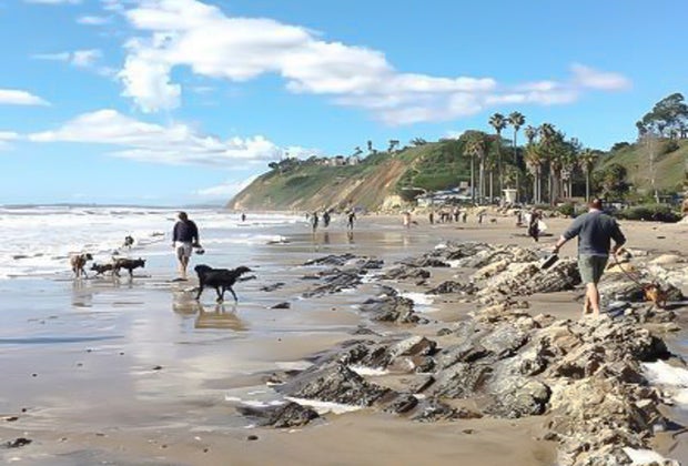 Dog-Friendly Beaches Near Los Angeles: Shoreline Beach in Santa Barbara