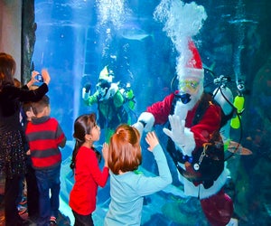 Dive into breakfast with Santa at the Downtown Aquarium. Photo courtesy of Downtown Aquarium.