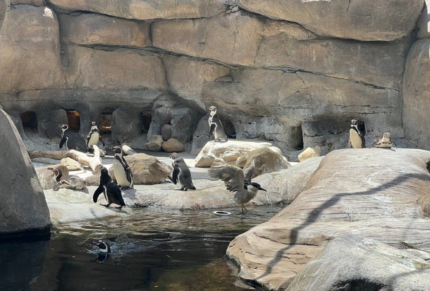 Santa Barbara Zoo: The Humboldt Penguins