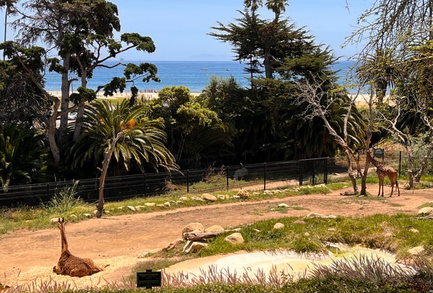 Santa Barbara zoo: giraffes and ocean views