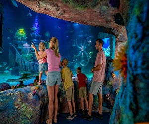SEA LIFE Florida officially opened this summer, treating families to major aquatic fun. Photo courtesy SEA LIFE
