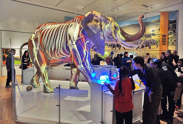 AMNH The Secret Life of Elephants: An African Elephant with projections takes center stage