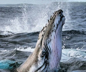 Secrets of the Whales is on Disney+. Photo courtesy of National Geographic/Disney