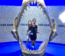 Head overseas to breathtaking Seoul, South Korea and make a stop at the Coex Aquarium. Photo by Diana Kim