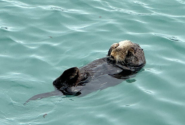 Otter: Things To Do in Seward, Alaska with kids