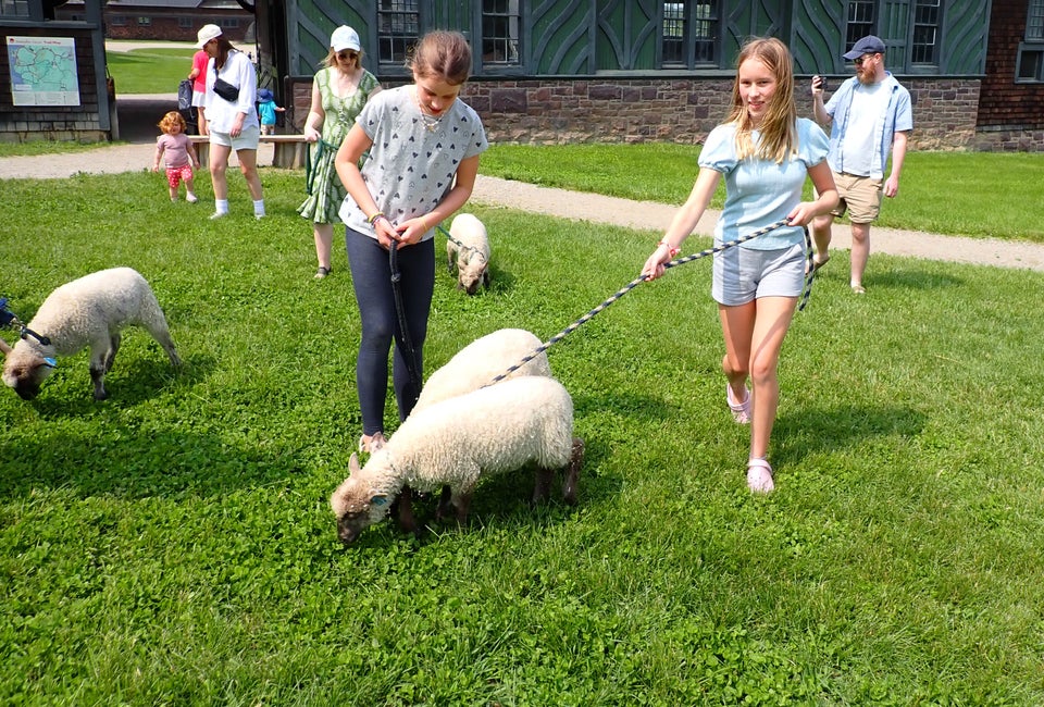 Shelburne Farms offers several opportunities to get hands-on with animals, like walking lambs to pasture. Photo by the author