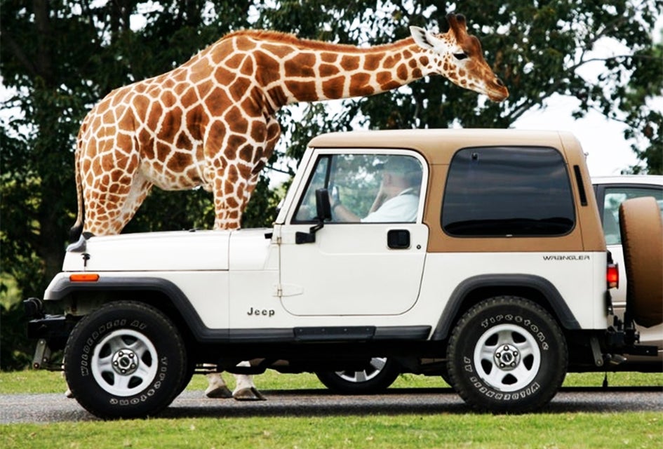 Six Flags Wild Safari Drive-Thru Adventure returns starting May 30 from the comfort of your own car!  Photo courtesy of Six Flags