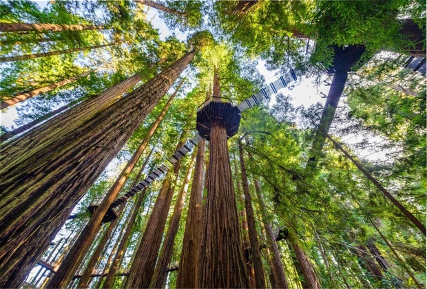 Redwood Sky Walk at Sequoia Park Zoo: platforms in the aky